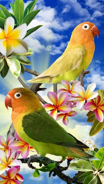 Birds - Preview 9