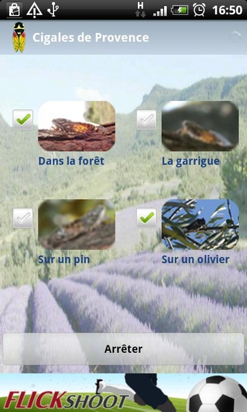 Provence Cicadas - Preview 1