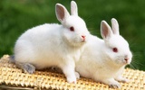Puzzle - sevimli tavşanlar screenshot 3