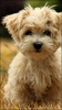 Puppies Live Wallpaper screenshot 1