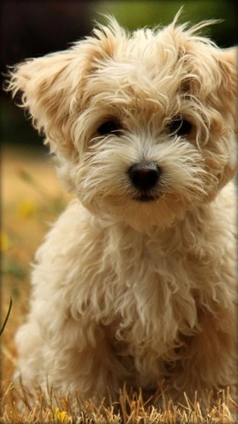 Puppies Live Wallpaper - Preview 1