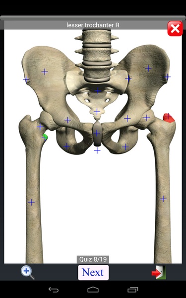 Anatomy Quiz Lite - Preview 1