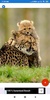 Cheetah Wallpapers: HD Images, Free Pics download screenshot 7