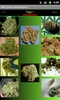 Weed Wallpapers and Pictures screenshot 3