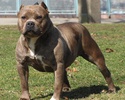 Pit Bulls Dogs Jigsaw Puzzle screenshot 1