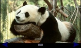 Panda Gallery screenshot 2