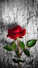 Rose Wallpaper: Rosely screenshot 4