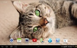 Katzen Live Wallpaper screenshot 8