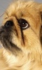 Pekingese Dogs Jigsaw Puzzles screenshot 3