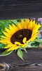 Sunflower Wallpaper screenshot 7