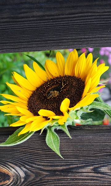 Sunflower Wallpaper - Preview 7