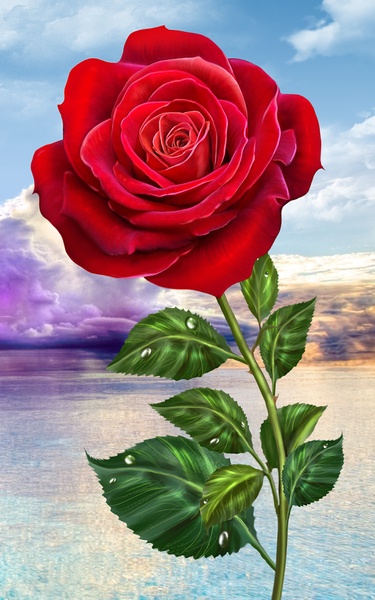 Rose - Preview 7