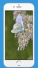Butterfly wallpaper screenshot 2