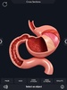 Digestive System Anatomy screenshot 2