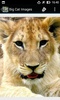 BigCatBG: Big Cat Wallpapers screenshot 17