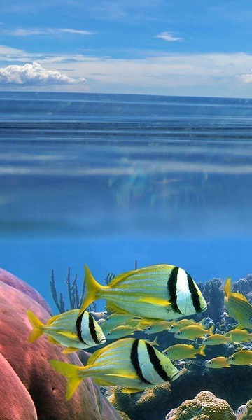 Ocean Fish Live Wallpaper - Preview 2