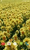 Daffodils Video Live Wallpaper screenshot 1