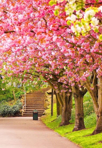Spring Wallpaper - Preview 5