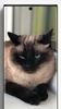 Siamese Cat Wallpapers screenshot 3