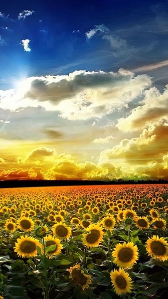 Perfect Sunset Live Wallpaper - Preview 4