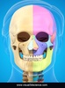 Skull Anatomy Pro. screenshot 8