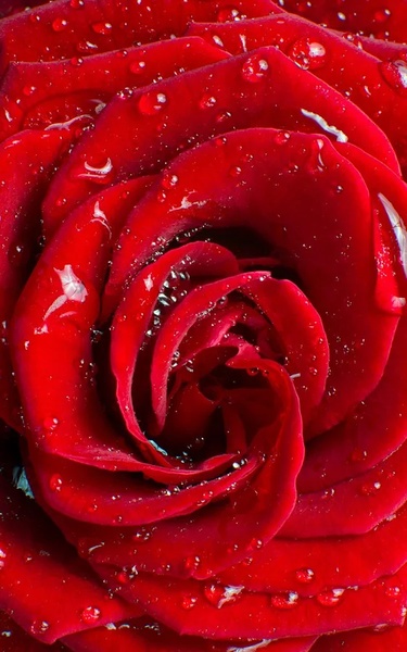 Macro Rose Live Wallpaper - Preview 2