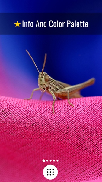Macro Wallpapers - Preview 2