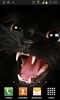 Black cats Live Wallpaper screenshot 8