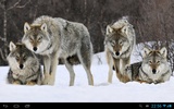 Wolfs live wallpaper screenshot 3