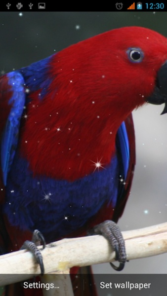 Parrot Live Wallpaper - Preview 6