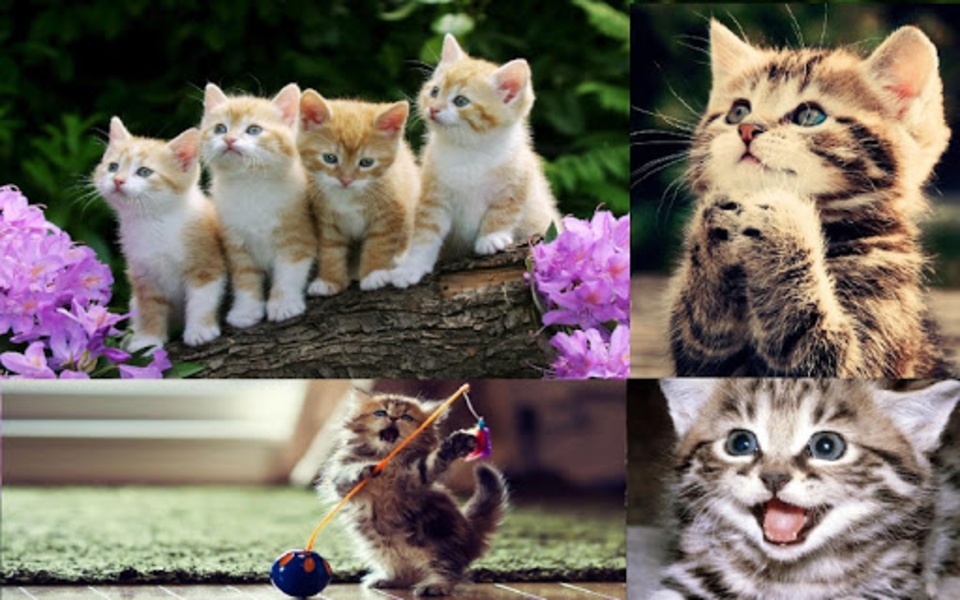 Kitten Wallpaper - Preview 2