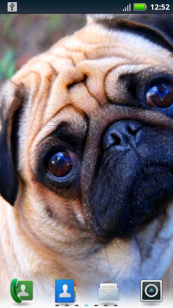 Playful Pugs Live Wallpaper - Preview 2