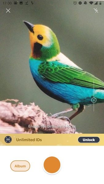 Picture Bird - Bird Identifier - Preview 1
