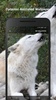 Wolf Live Wallpaper screenshot 4