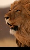 Lion screenshot 9