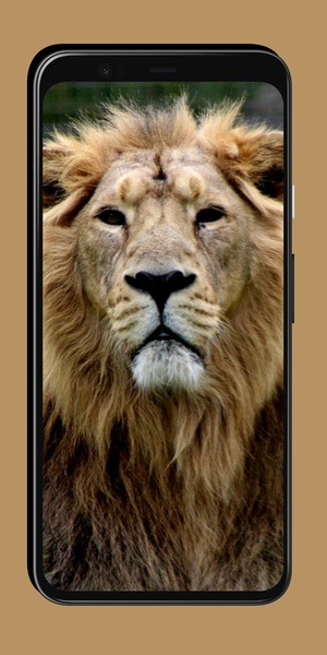 Lion Wallpaper - Preview 1