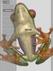 3D Frog Skeleton screenshot 5