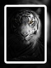 Lion Wallpapers screenshot 9