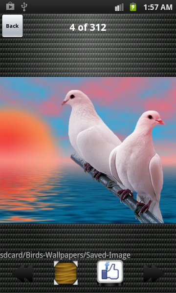 Birds Wallpapers HD - Preview 4