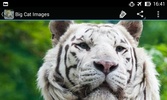 BigCatBG: Big Cat Wallpapers screenshot 16