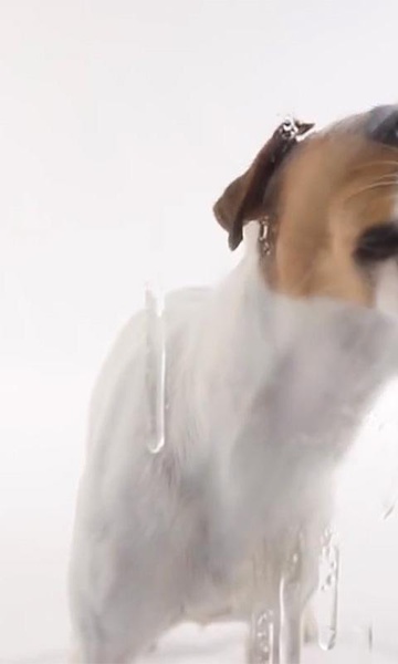 Dog Lick Screen Live Wallpaper - Preview 4