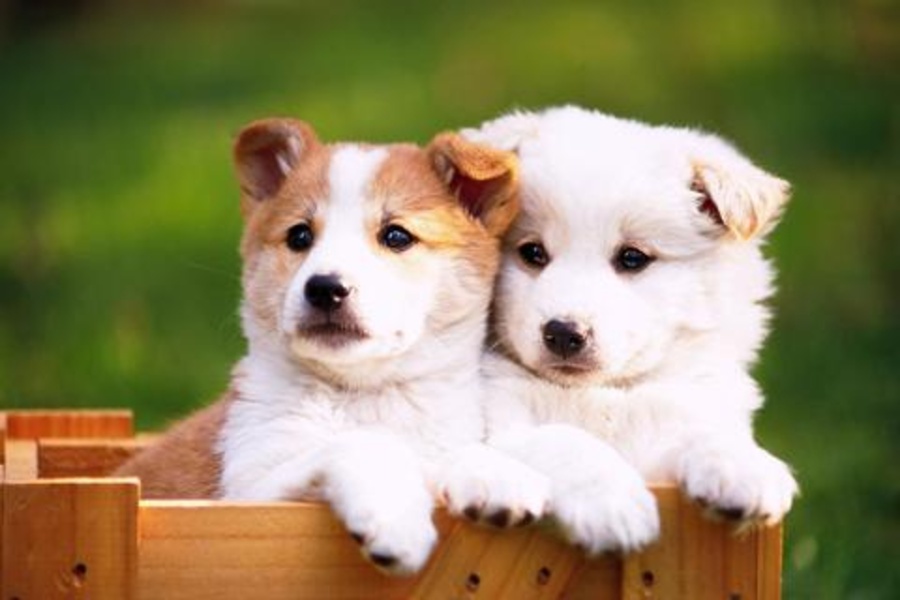Dog Jigsaw Puzzles - Preview 8