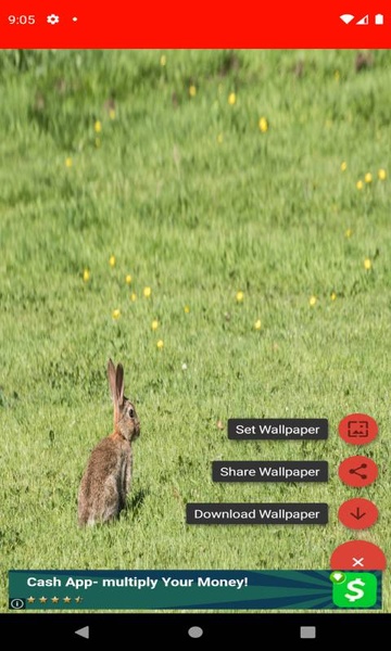pictures and wallpapers of the rabbit 4k - Preview 3