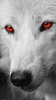 Wolf Wallpaper screenshot 5