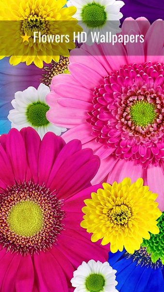 Flowers HD Wallpapers - Preview 8