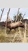 North American Elk screenshot 10