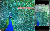 3D Peacock Wallpapers - Screen Lock, Sensor, Auto screenshot 8
