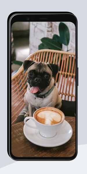 Funny Wallpapers OurcreativeApps - Preview 8