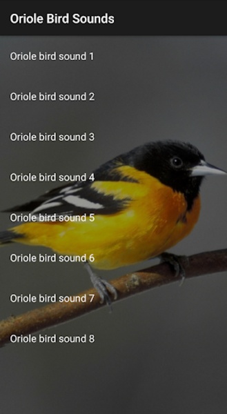 Oriole Bird Sounds - Preview 1