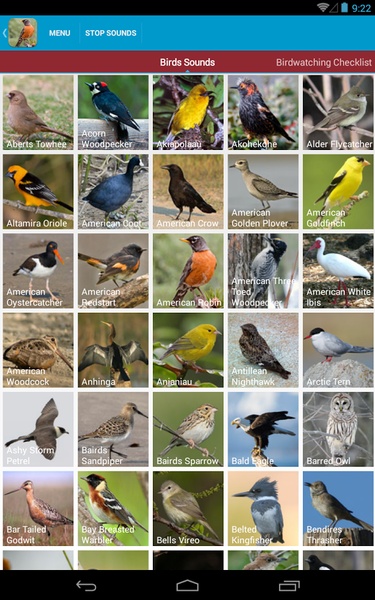 North American Birds Sounds - Preview 7